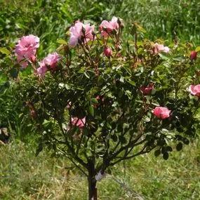 Bonica Shrub Rose (Rosa Bonica) 4